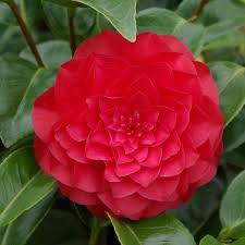 Camellia Japonica Roger Hall Australia 1979 Camellia Japonica Flowers