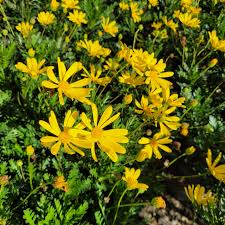 Image result for Euryops