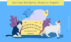 We especially thank you for giving us our pets who are our friends and who bring us so much joy in life. Can Cats See Spirits Ghosts And Angels All About Cats