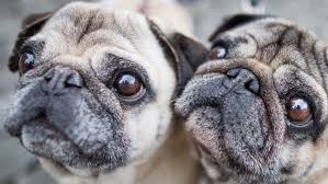 Maybe you would like to learn more about one of these? Like Breathing Through A Straw British Vets Urge People To Stop Buying Flat Faced Dogs Cbc Radio
