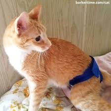 Cat Diaper Pull Ups Allow For Defecating In Litterbox