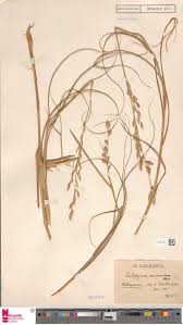 Image result for Halopyrum mucronatum