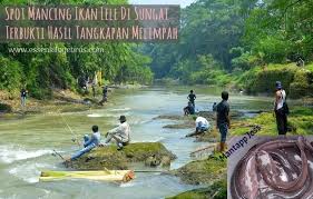 Spot Mancing Ikan Lele Di Sungai Dengan Arus Deras Dengan Settingan Mancing Yang Pass Dan Tepat Akan Mendapatkan Hasil Tangkapan Yang Sangat Memuask Sungai Ikan