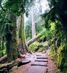 Grove of the patriarchs trail is one of the best mount rainier hikes that shows the deeper side of the national park. Grove Of The Patriarchs Trail In Mt Rainier National Park 2960x1440 Oc Earthporn