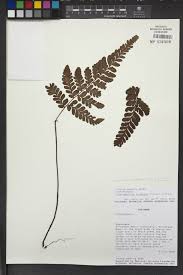 Image result for Triplophyllum