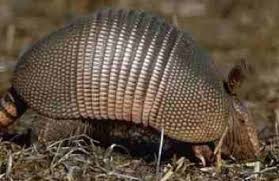 Shell Game: Little Armadillo Has A Ball Staying Safe