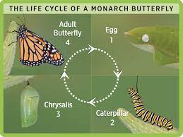 Monarch Lifecycle Butterfly Life Cycle Life Cycles Monarch