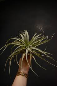 Image result for Xerophyta scabrida