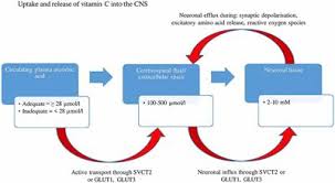 That might take the form of meditating, praying, communing with nature by a walk in a park, observing a sunset or sunrise, attending a religious. Frontiers The Contribution Of Plasma And Brain Vitamin C On Age And Gender Related Cognitive Differences A Mini Review Of The Literature Frontiers In Integrative Neuroscience