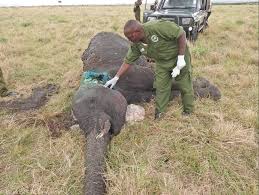 Yesterday, we were again confronted with the unconscionable cruelty of snares. The SWT/KWS Mara Mobile Vet Unit was called to help a female elephant with a wire snare embedded around her ear.