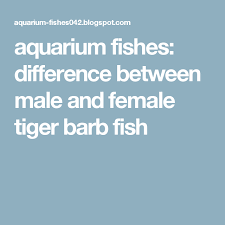 Aquarium Fishes Difference Between Male And Female Tiger