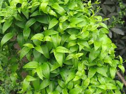 Image result for Asparagus asparagoides