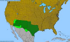 Image result for Elionurus tripsacoides