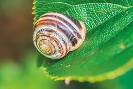 Hallo tantesam, natürlich stehen weinbergschnecken unter naturschutz. Die Banderschnecke Ein Nutzling