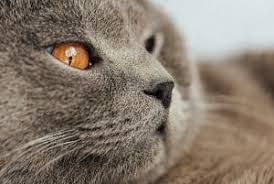 It's less painful than having hair pulled out, but it's still quite uncomfortable. Do Cat Whiskers Grow Back Concerns And Facts Faqcats Com