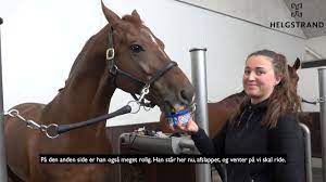 Das hatte sie sich sicher anders vorgestellt: Lisa Muller Hat Ein Neues Pferd Jungpferde Weltmeister D Avie Sport News Reiterrevue International