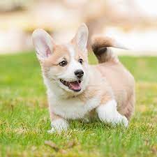 They are herding dogs so they are swift, independent & intelligent. Phoenix Az Pembroke Welsh Corgi Puppies For Sale Uptown