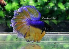 Blue Yellow King Rosetail Halfmoon Betta Halfmoon Betta Betta Betta Fish