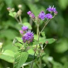 Image result for Gutenbergia cordifolia