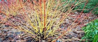Carole drake | cornus sanguinea 'anny's winter orange' surrounded by silvery carex and hamamelis. Cornus Bloodtwig Dogwood Cornus Sanguinea Midwinter Fire