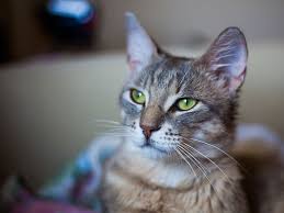 From adorable furballs to devious feline villains, films from disney were packed with iconic cats. Unique Fitting Funny Names For Grey Cats Male Female