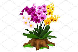 Multicolored Orchid Flowers Growing On A Stump Growing Flowers Orchid Flower Orchids