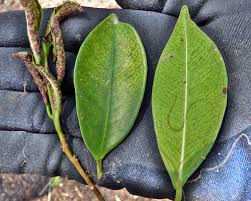 A few days algo, they were fine. Thrips Damage To Plants Symptoms Pictures Of Thrips Caused Damage