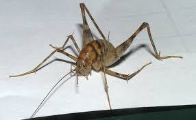 This is a guide about getting rid of crickets in the house. Camel Cricket What S That Bug