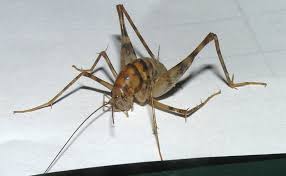 Dog meat is a warming food. Camel Cricket What S That Bug