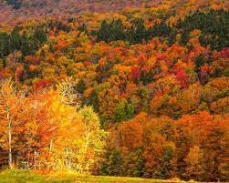 Finding Peak Fall Foliage In New England New England Fall Foliage First What Is Peak Fall Foliage New England Fall Foliage Fall Foliage New England Fall