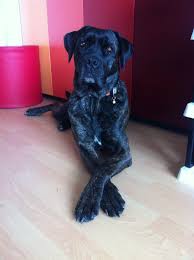 Cane corso the italian mastiff dog breed information, images, videos, frequently asked questions faqs on k9 research lab. Lori Cane Corso Dogo Canario Labrador Meinmischling De