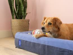 It's the anxious dog's best friend (second to you, of course). The Best Stylish Dog Beds Of 2021 Apartment Therapy