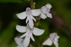 Image result for Glossostelma carsonii