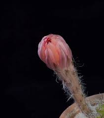 Cactus Blooming Time Lapse Cactus Bloom Beautiful Pictures
