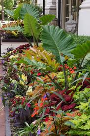 The Plaza In Clayton Seasonal Display Adam Woodruff Garden Designer Www Adamwoodruff Com Flores The Plaza