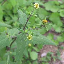 Image result for Sigesbeckia orientalis