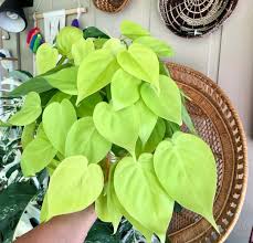 I Love The Color On This Plant And Heart Shape Leafs I Can T Wait For Her To Start Trailing Neonphilodendron Neon Plants Pretty Plants Inside Plants