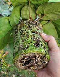 Leggy Anthurium? Here'S How To Fix It! - The Healthy Houseplant