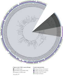 Aureus) causes a broad range of infections. Identification Of A Pvl Negative Sccmec Iva Sublineage Of The Methicillin Resistant Staphylococcus Aureus Cc80 Lineage Understanding The Clonal Origin Of Ca Mrsa Clinical Microbiology And Infection