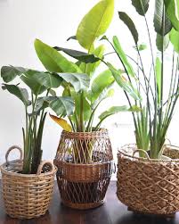 Giant Bird Of Paradise In Pots Beautiful Basket For Your Plants Houseplants Plants Birds Of Paradise Plant Flower Pots