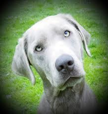 We breed black, charcoal, chocolate, silver, yellow, champagne and fox red labrador retrievers. Timber Ridge Silver Labs About Silver Labs Timber Ridge Silver Labs
