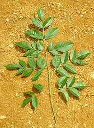 Image result for Melia azedarach