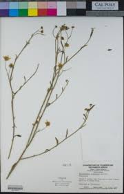 Image result for Calostephane divaricata