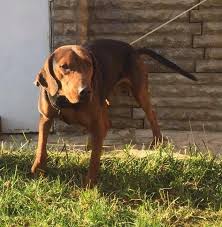 Sultan Lisa Deliorman Av Kopekleri Plott Hound Bulgaria Facebook
