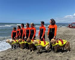Sicurezza sulle spiagge di Castiglione della Pescaia: dalla formazione per i bagnini all'addestramento dei cani da salvataggio – Centritalia News
