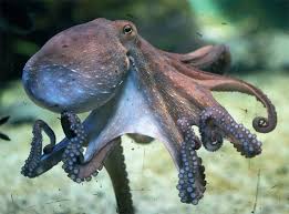 Denizlerin En Zeki Ve Kasli Yaramazi Ahtapot Beef And Fish