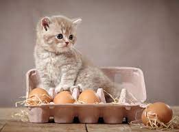 Telur setengah matang, sebenarnya baik atau buruk untuk kita, ya? Ingin Kucing Sehat Ditelorin Aja Kucing Lucu Net