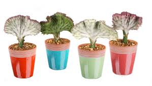 Discover 10 most popular cactus species on earth. Caring For Your Coral Cactus Donyasflorals S Blog