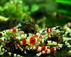 collection of Red Bee Shrimp goodsの画像
