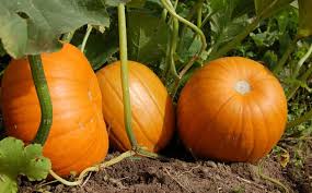 Check spelling or type a new query. How To Grow Healthy Organic Pumpkins Gardening Site
